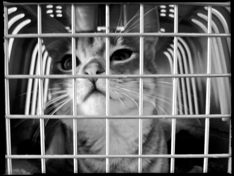 poes