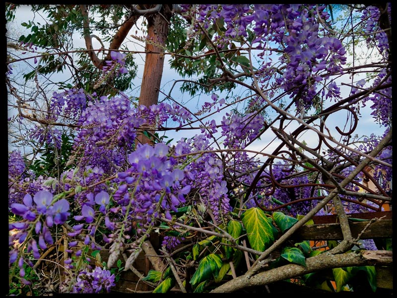 tuin